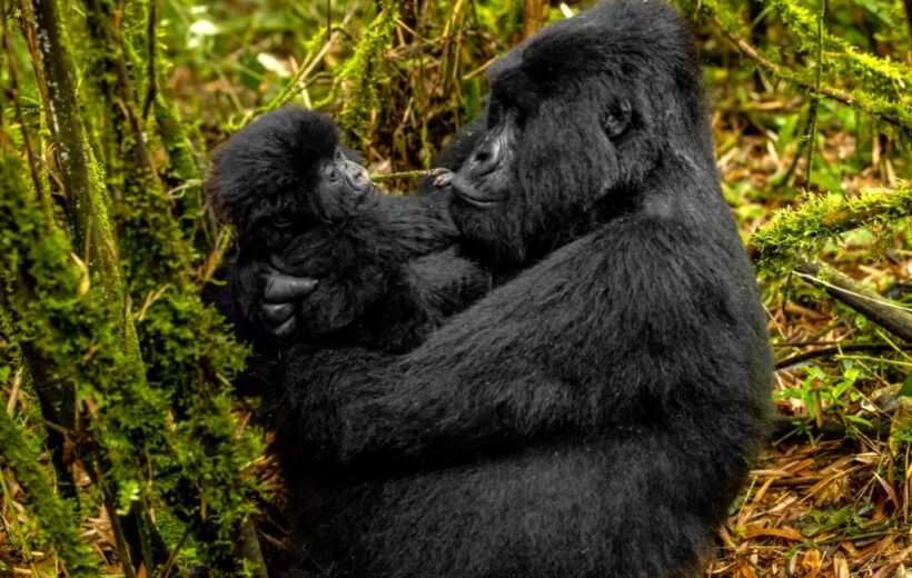 10 Days & 9 Nights  In Rwanda & Gorilla Trekking in Uganda