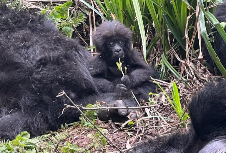 1 Day Gorilla Trekking Rwanda